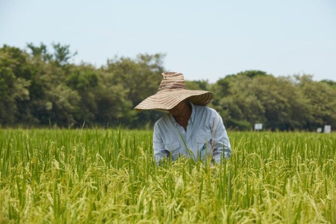 Alerta en el sector arrocero por nueva disminución en el precio al productor