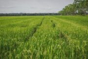 MinAgricultura publica resolución de libertad regulada de precio de arroz paddy verde