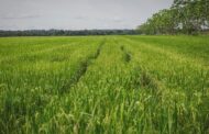 MinAgricultura publica resolución de libertad regulada de precio de arroz paddy verde