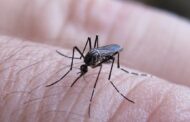 Científica colombiana descubre virus “buenos” en mosquito Aedes aegypti que podrían prevenir dengue y la fiebre amarilla