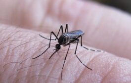 Científica colombiana descubre virus “buenos” en mosquito Aedes aegypti que podrían prevenir dengue y la fiebre amarilla