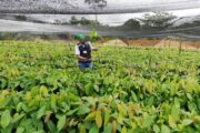 El ICA fortalece la sanidad vegetal en La Guajira