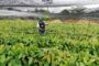 El ICA fortalece la sanidad vegetal en La Guajira