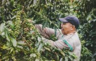 Finagro ha concedido créditos asociativos por $ 6 billones para impulsar cadenas del arroz, cacao, café, aguacate y maíz