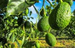 Proyecto de Aguacate Hass en el Cesar tendrá el acompañamiento de Agrosavia