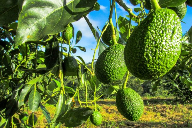 Proyecto de Aguacate Hass en el Cesar tendrá el acompañamiento de Agrosavia