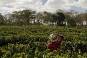 Lanzan salvavidas a productores afectados por fenómenos climáticos