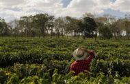 Lanzan salvavidas a productores afectados por fenómenos climáticos