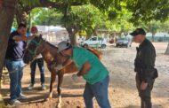 Caballo con graves lesiones, rescatado por la policía; capturado su conductor en flagrancia