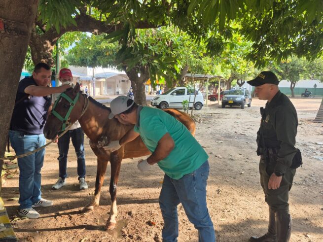 Caballo con graves lesiones, rescatado por la policía; capturado su conductor en flagrancia