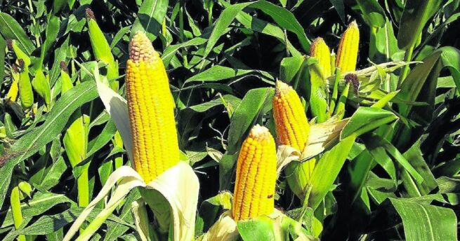 Maíz Fuerte, País Fuerte: Gremios se unen para fortalecer la seguridad alimentaria del país