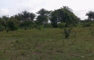 30 años después de abandonar la tierra, familia de Curumaní (Cesar) recupera su predio y la dignidad campesina