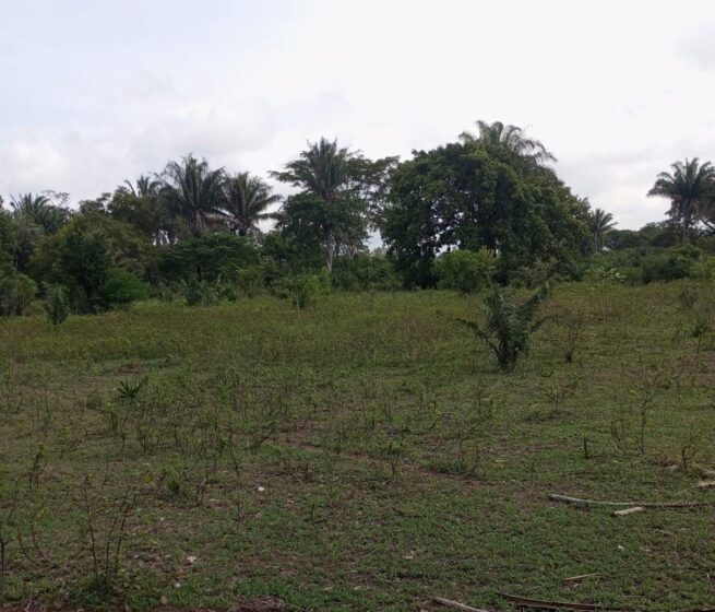 30 años después de abandonar la tierra, familia de Curumaní (Cesar) recupera su predio y la dignidad campesina
