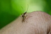 Investigadores desarrollan herramienta para anticipar brotes de dengue en el sur de Colombia
