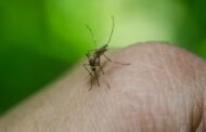 Investigadores desarrollan herramienta para anticipar brotes de dengue en el sur de Colombia