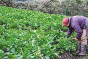 Aprobada bolsa de $ 28.000 millones para seguros agropecuarios de pequeños productores