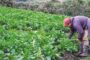 Aprobada bolsa de $ 28.000 millones para seguros agropecuarios de pequeños productores