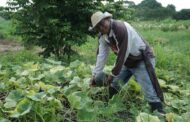 Gobierno fortalece alianzas productivas con comunidades indígenas; Cesar, beneficiado