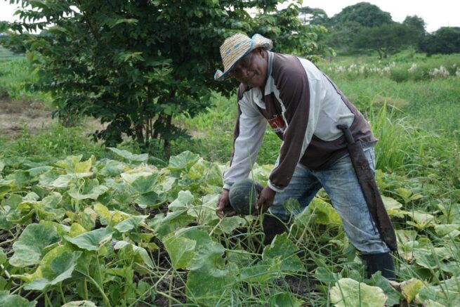 Gobierno fortalece alianzas productivas con comunidades indígenas; Cesar, beneficiado