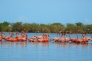 Implementan piloto para proteger al flamenco rosado del Caribe en La Guajira