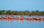 Implementan piloto para proteger al flamenco rosado del Caribe en La Guajira