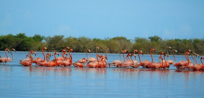 Implementan piloto para proteger al flamenco rosado del Caribe en La Guajira
