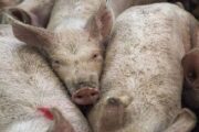 Colombia se mantiene alerta contra la Peste Porcina Africana