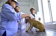 Realizarán en Valledupar Caminata Canina y Jornada de Adopción para proteger animales