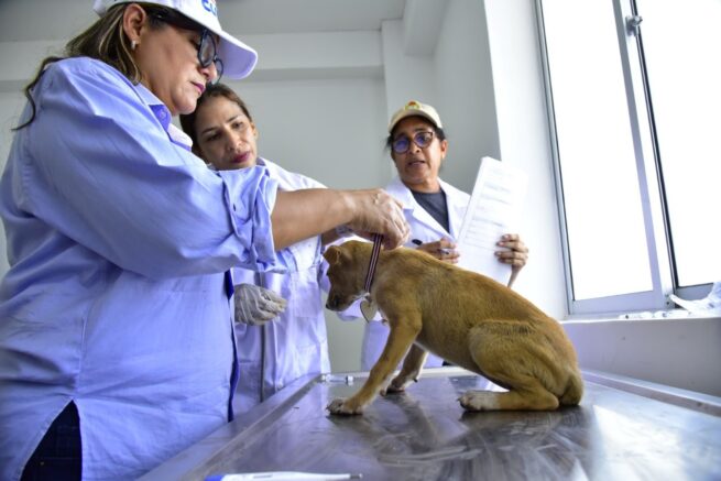 Realizarán en Valledupar Caminata Canina y Jornada de Adopción para proteger animales