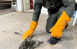 Policía rescató puercoespín herido tras ser agredido a piedras en Aguachica