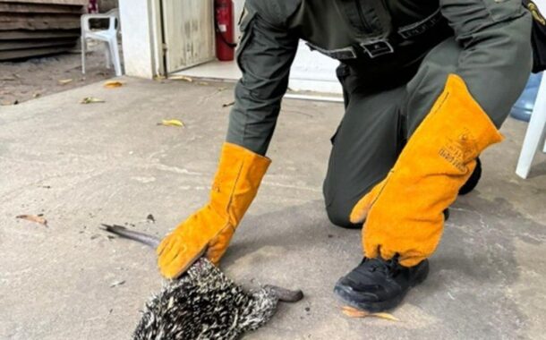 Policía rescató puercoespín herido tras ser agredido a piedras en Aguachica