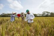Salvavidas financiero a pequeños productores de arroz