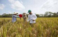 Salvavidas financiero a pequeños productores de arroz