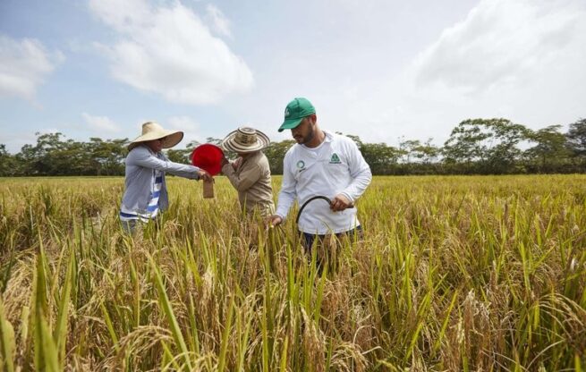 Salvavidas financiero a pequeños productores de arroz