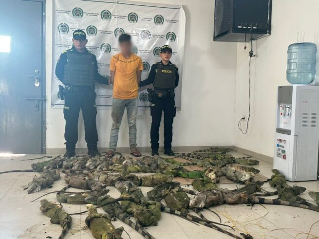 ¡Qué daño ambiental! Capturado extranjero con 50 iguanas en Arjona, Cesar