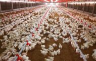 Primera vez: Colombia exporta pollo a Japón con articulación del ICA, Invima y Fenavi