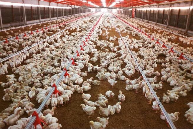 Primera vez: Colombia exporta pollo a Japón con articulación del ICA, Invima y Fenavi
