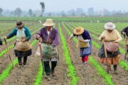 Mujeres rurales: el rostro invisible que sostiene el campo colombiano