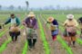 Mujeres rurales: el rostro invisible que sostiene el campo colombiano