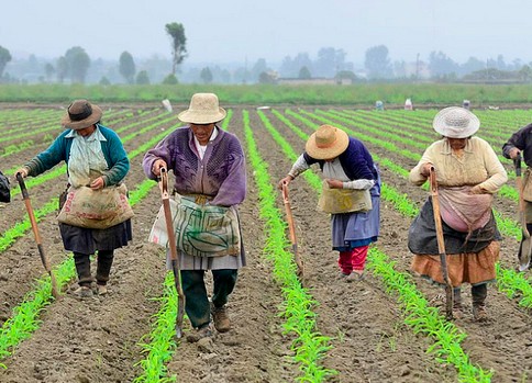Mujeres rurales: el rostro invisible que sostiene el campo colombiano