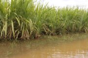 Sector agropecuario se prepara para riesgos asociados a la probabilidad de lluvias intensas y posible llegada de La Niña