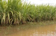 Sector agropecuario se prepara para riesgos asociados a la probabilidad de lluvias intensas y posible llegada de La Niña