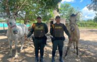 Policía recuperó semovientes hurtados en zona rural del municipio de San Diego, Cesar