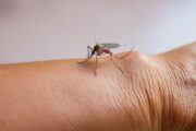 Sigue la alerta por fiebre amarilla en Colombia: 132 casos confirmados desde 2024