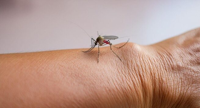 Sigue la alerta por fiebre amarilla en Colombia: 132 casos confirmados desde 2024