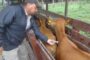 Listas las fechas para el Segundo Ciclo de Vacunación contra fiebre aftosa, brucelosis bovina