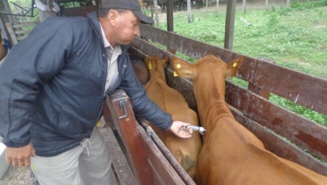 Listas las fechas para el Segundo Ciclo de Vacunación contra fiebre aftosa, brucelosis bovina