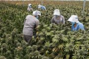 Gobierno autoriza la venta de cannabis medicinal en farmacias del país