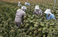 Gobierno autoriza la venta de cannabis medicinal en farmacias del país