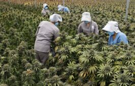 Gobierno autoriza la venta de cannabis medicinal en farmacias del país